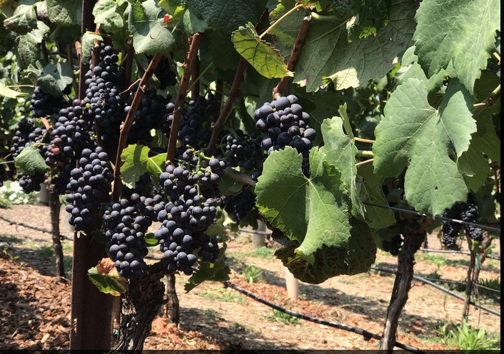 vineyard-w-grapes-4-e1604898583517.png